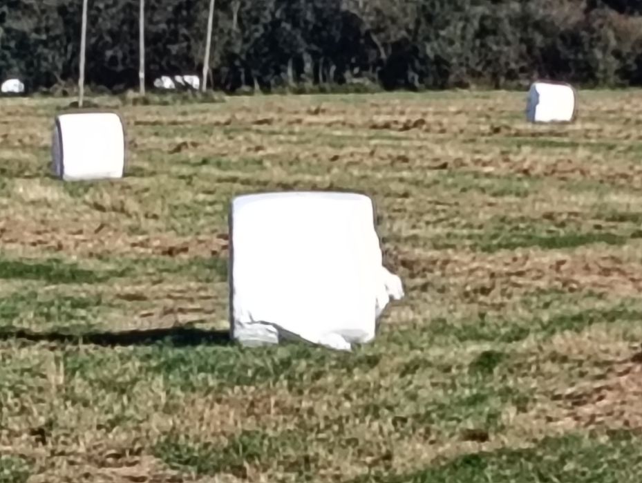 Siano kiszonka 350szt