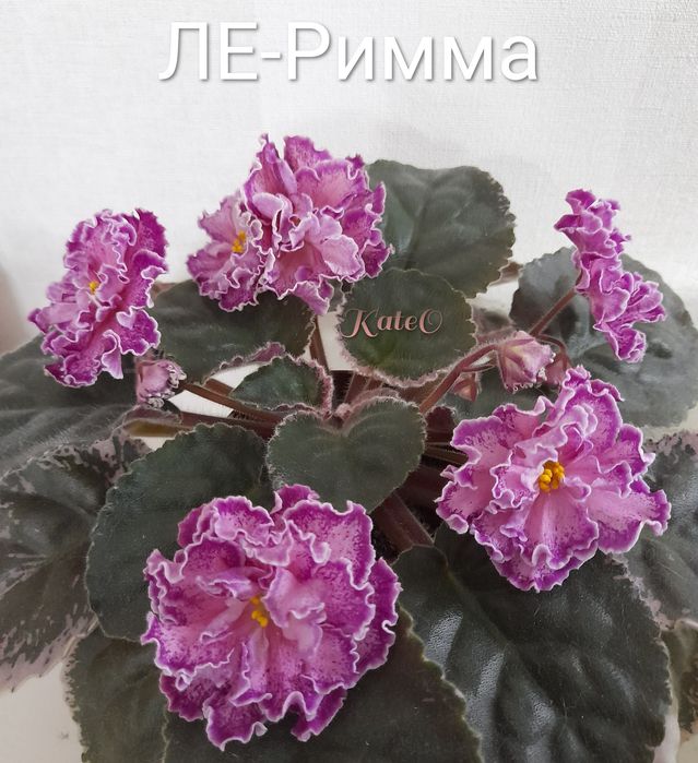 Листочки фіалок з дітками
