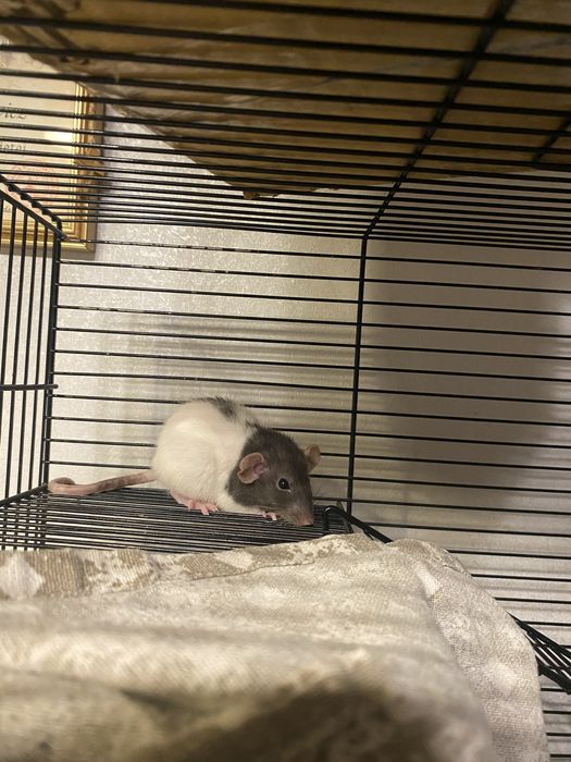 Małe szczurki (nie na pokarm)