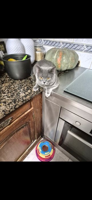 Scottish straigth macho