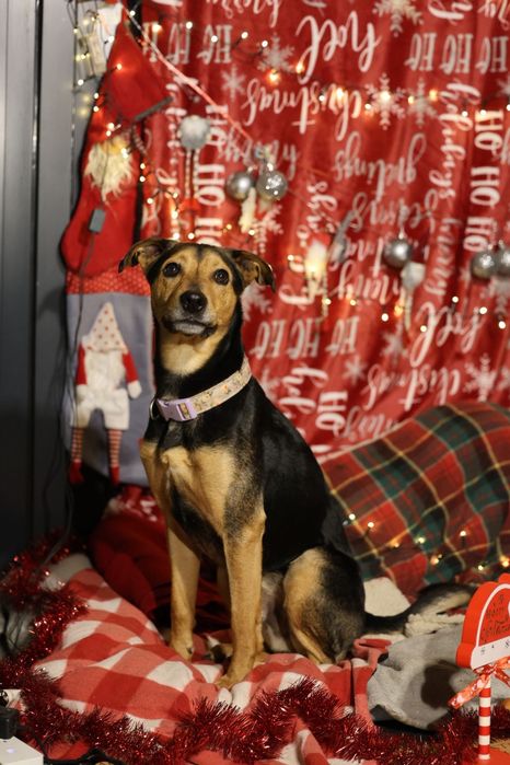 Roczny samiec do adopcji