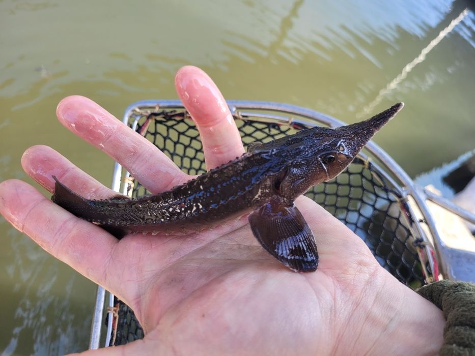 Narybek kroczek jesiotra syberyjskiego ok 200g hodowla