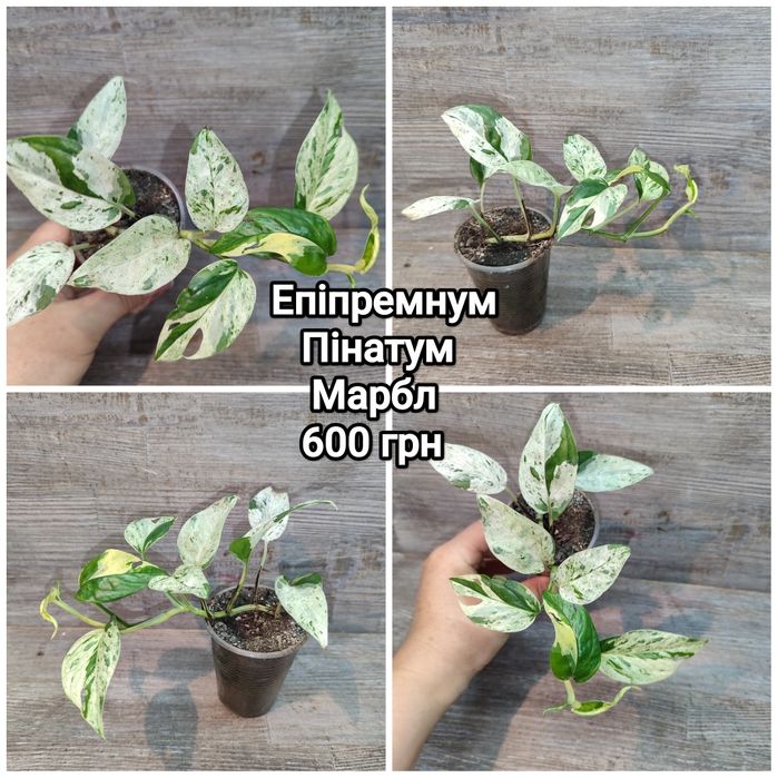 Продам сциндапсуси, епіпремнуми, пінатуми