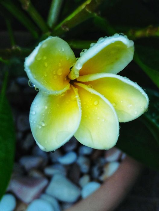 Poda de Jasmim manga ou plumeria.