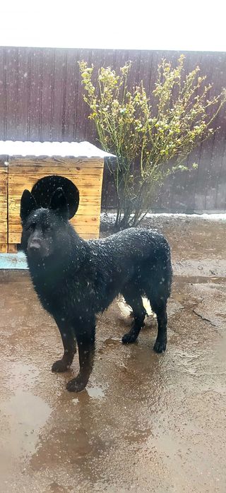 Кобель  чорної німецької вівчарки для в'язки.