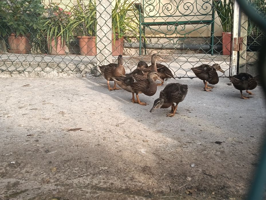 Vendo Patos reais