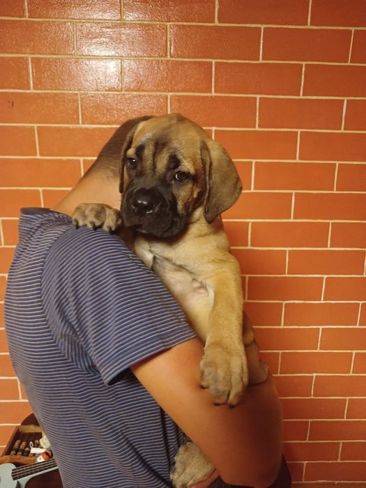 кане корсо з документами ксу