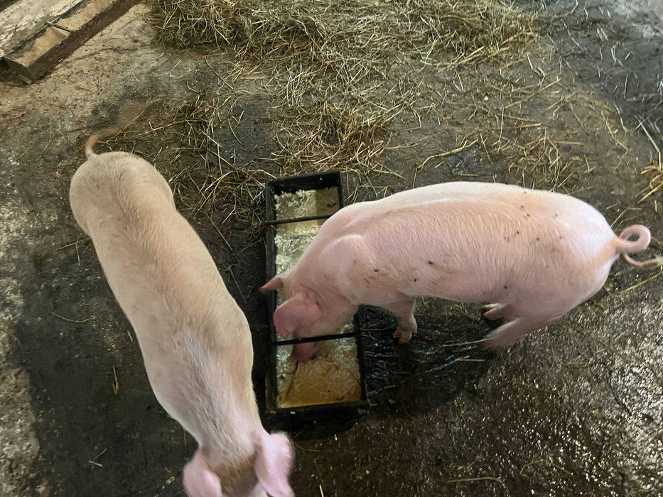 Продаю породисті поросята