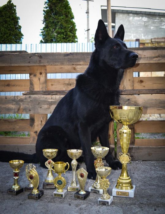 До продажу цуценя німецькоі вівчарки . Найкраще з виводку .