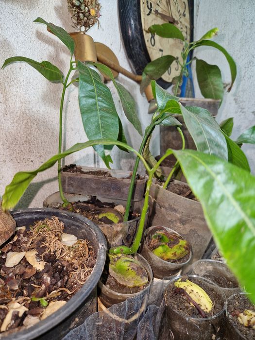 PÉS de manga espada