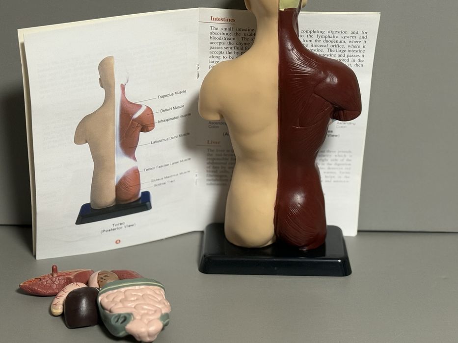 Анатомічна модель «Анатомія для школярів» 26см з буклетом англійською
