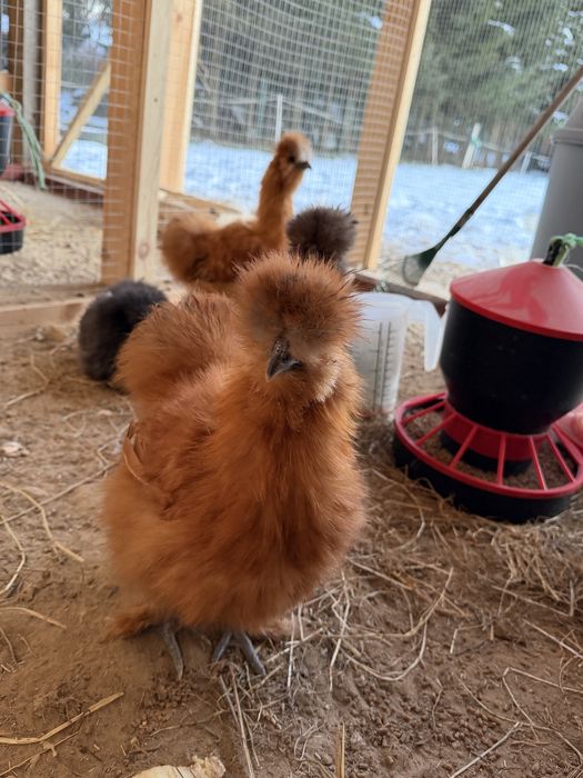 Sprzedam koguty silki