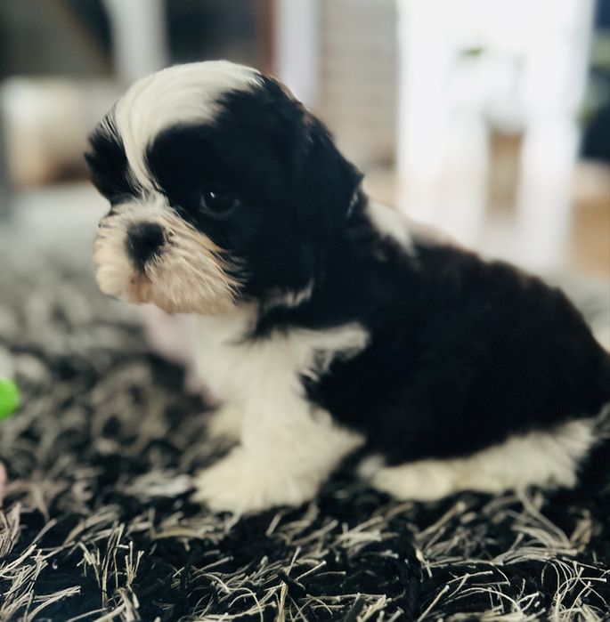 Shih Tzu biało-czarny Keks przecudnej urody !!!