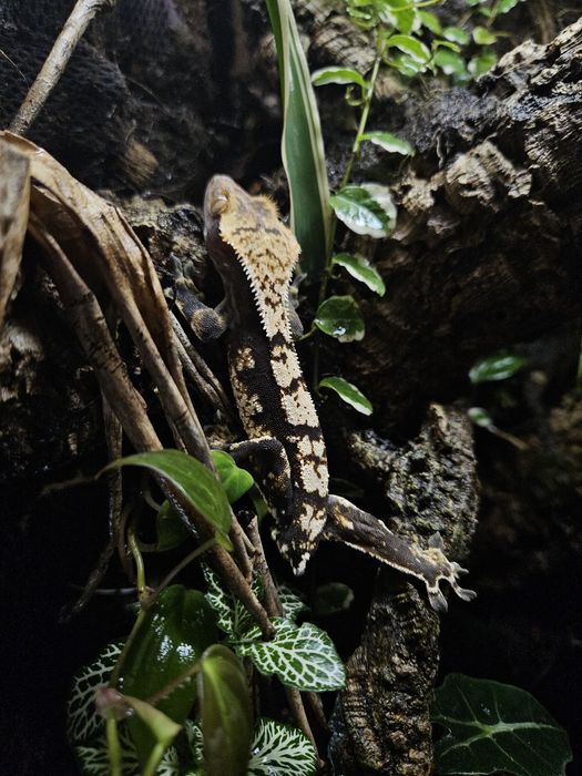 Młody gekon orzęsiony