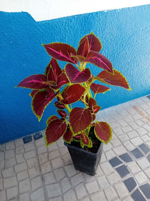 Coleus Solenostemon scutellarioides