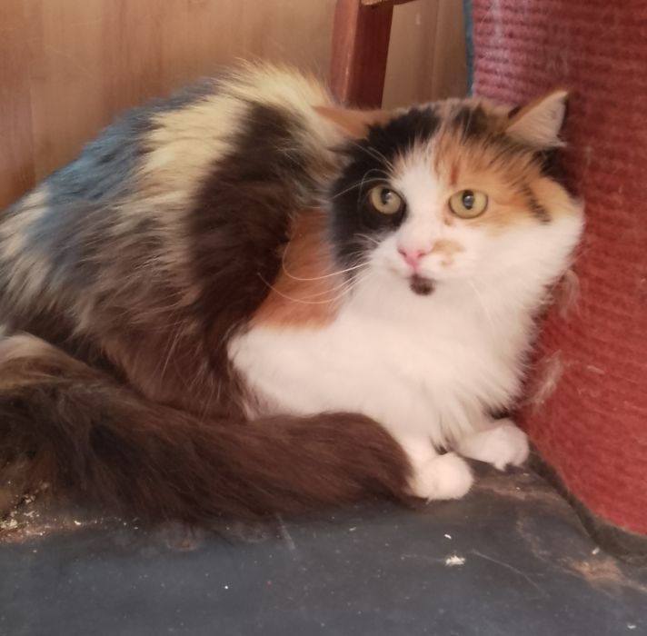 Сос .Кошечка 2 года .