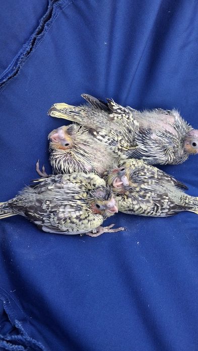 Caturras para acabar de criar a mão