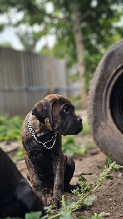 Кане корсо ярко тигровый мальчик