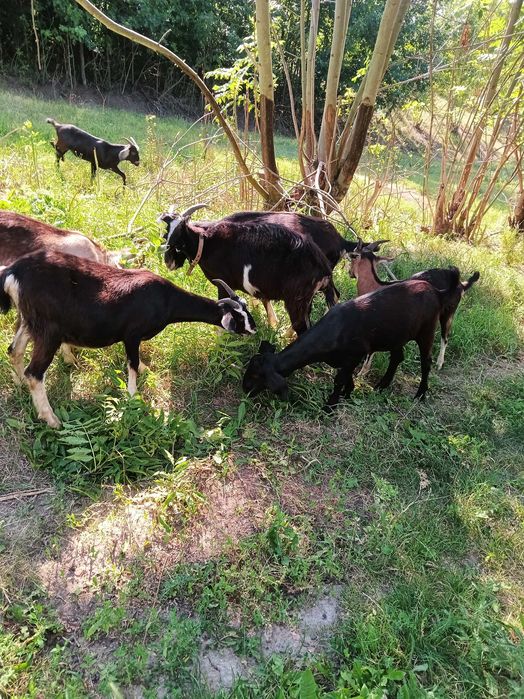 Продам кози молочної лінії