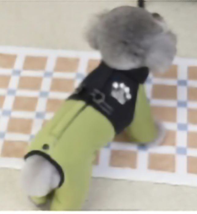 Ubranko dla maltańczyka xs