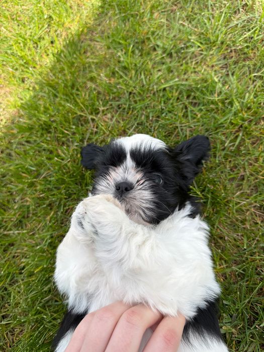 Shih tzu szczeniaki