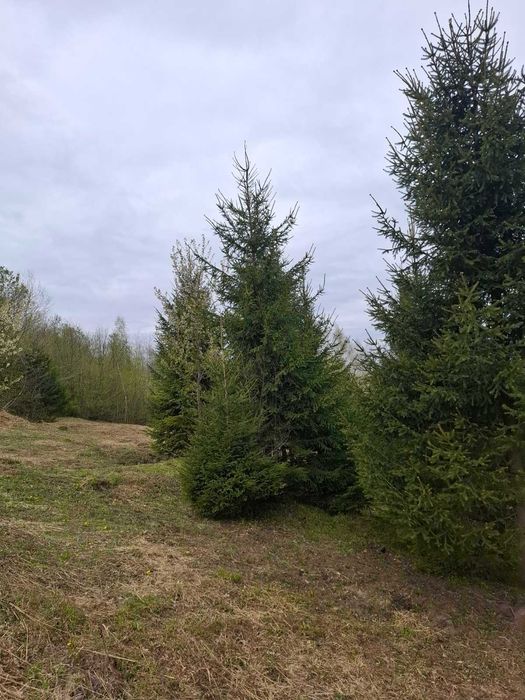 Продаю унікальну ділянку в Шешорах. 910 соток
