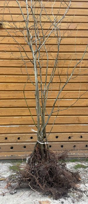 Grab Pospolity Carpinus Betulus sadzonki 100-150cm
