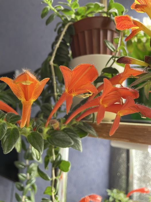 Колумнея квітуча .