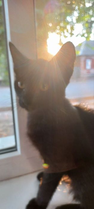 Кошенята в добрі руки