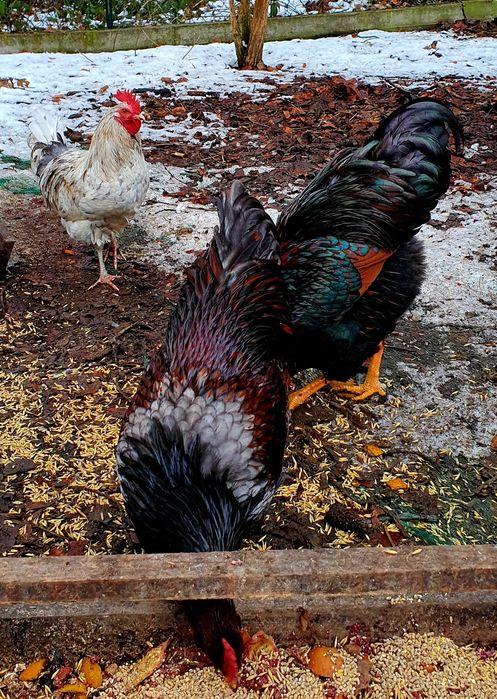 Jajka lęgowe od kolorowego stadka