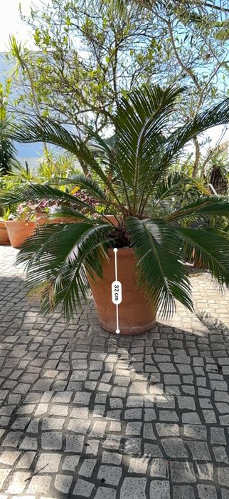 Palmeira - Planta natural Cycas revoluta