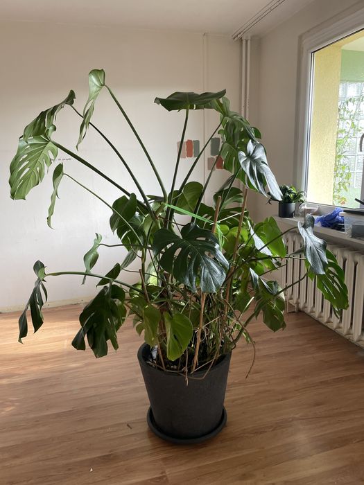 Duża okazała monstera