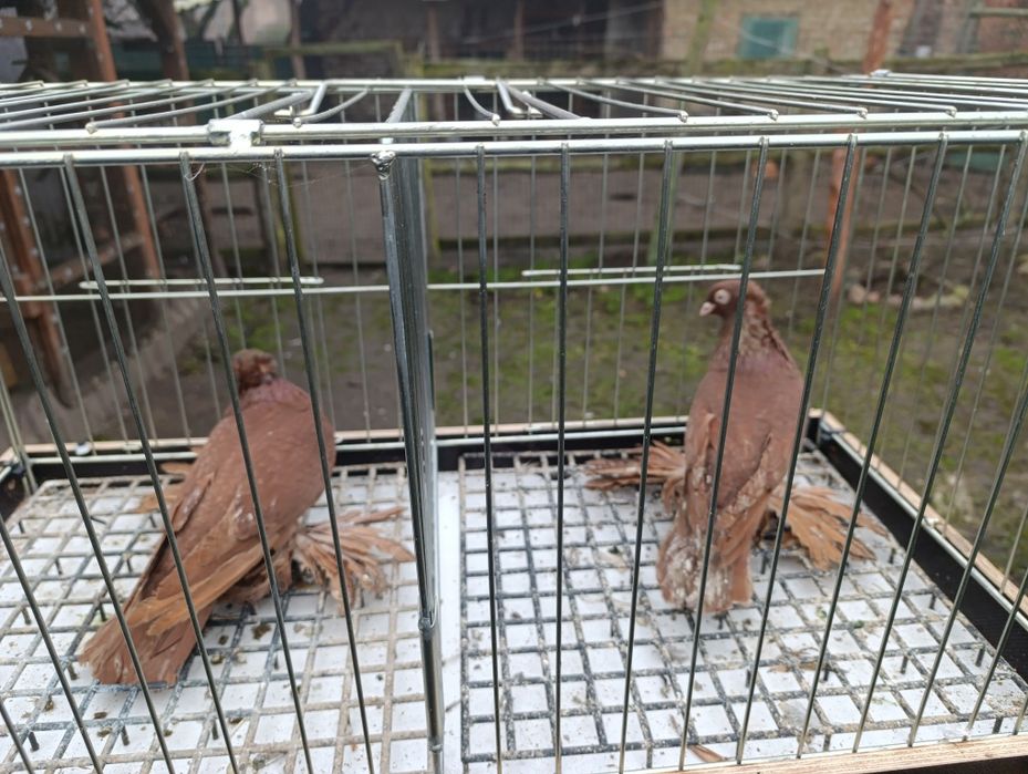 Wywrotki wschodniopruskie  gołębie ptaki