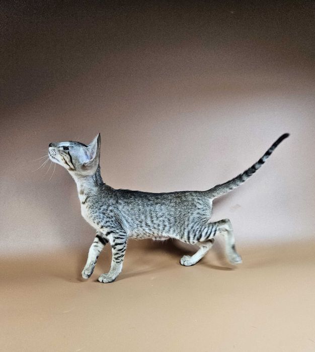 Ориентальный котенок ориентальная девочка Lolly