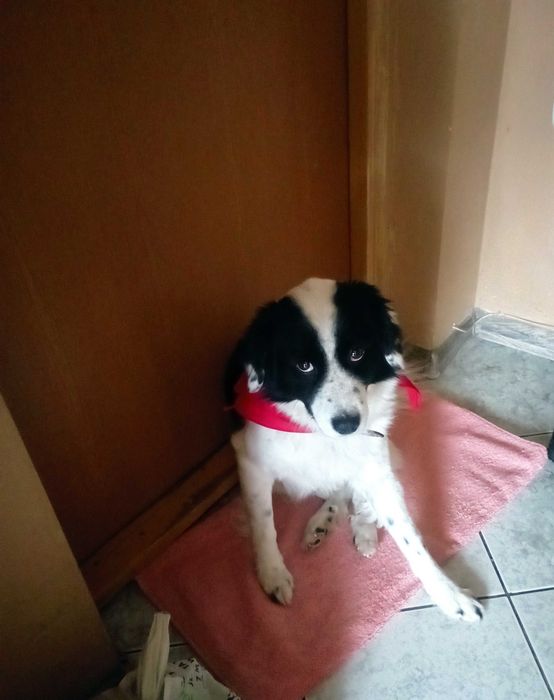 Kochany Piesek do adopcji