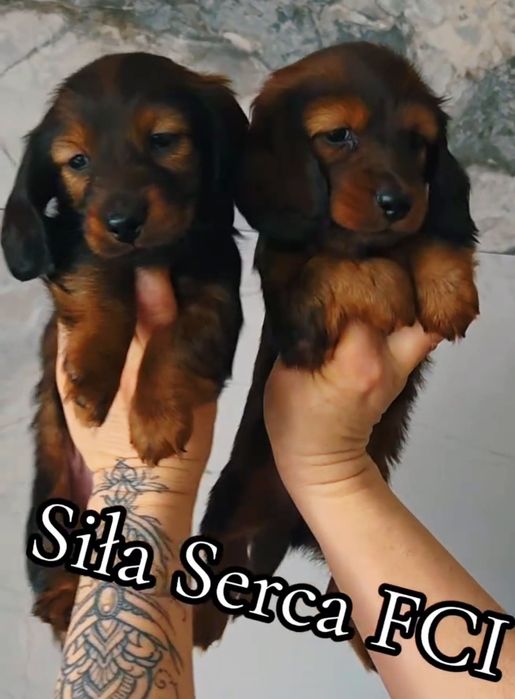 Jamnik króliczy mini FCI ZkwP