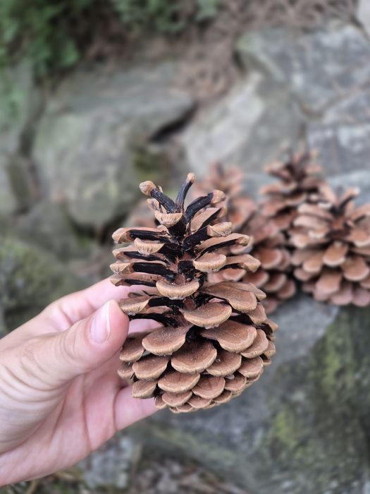 Szyszki sosnowe tegoroczne 6-9cm wysokości