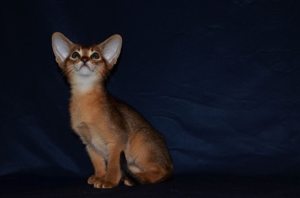 Абиссинский мальчик)