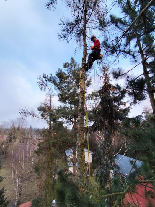 Wycinka i pielęgnacja drzew