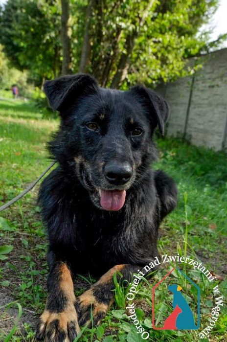 Bardzo przyjazny piesek Pedro szuka domu!