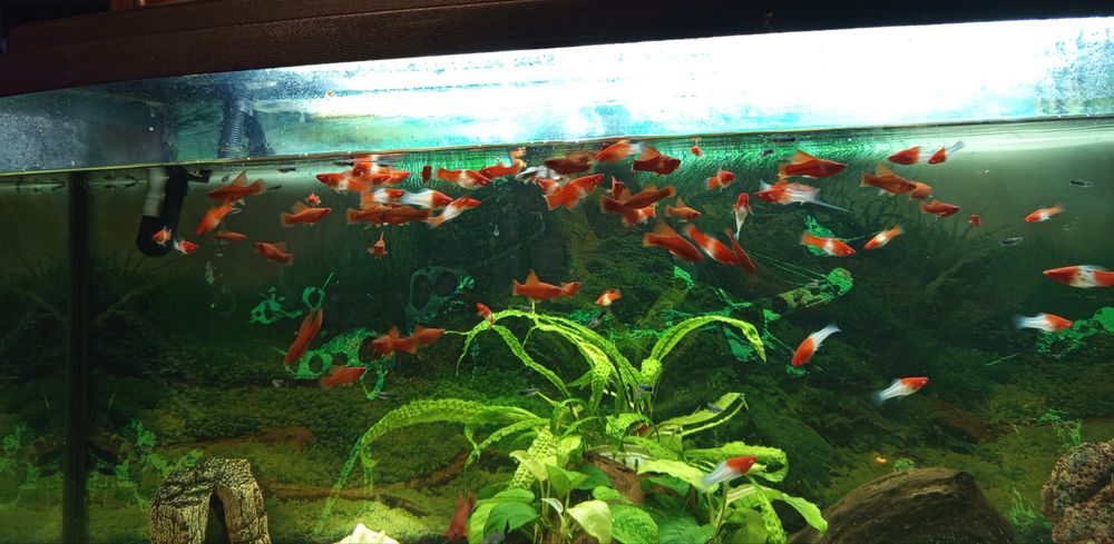 Mieczyki koi i kohaku