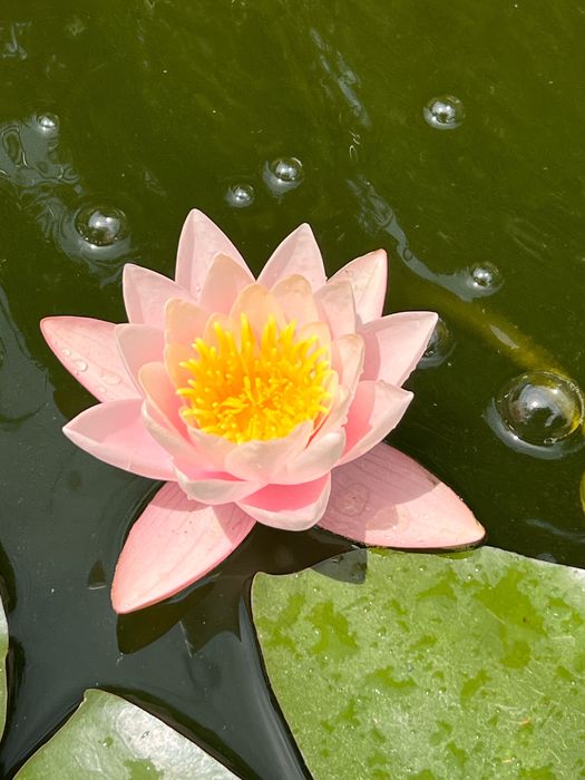 Nenúfares Cor de Rosa ENVIO GRATUITO