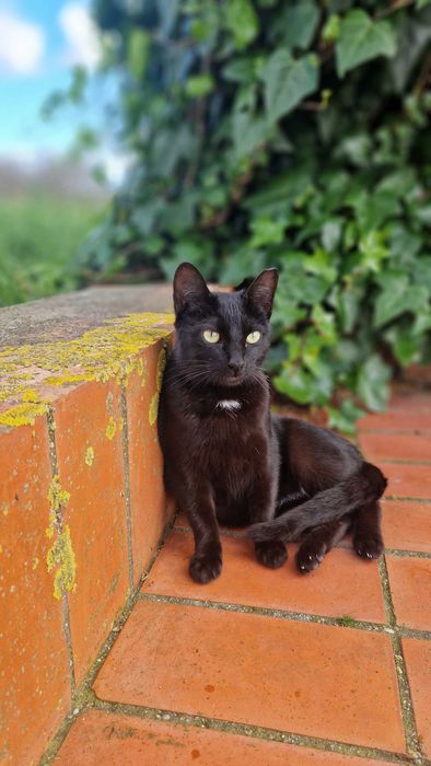 Gatinha para adoção