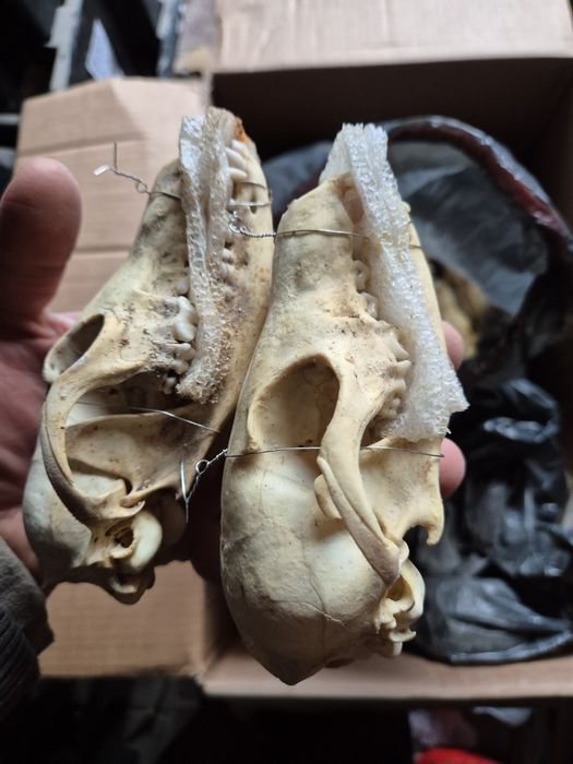 Czaszka lisa poroże rogi kęsy skull zęby kości