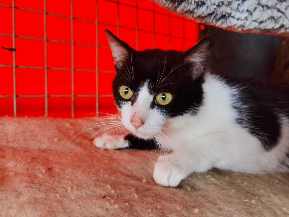 Kot Diego szuka domu