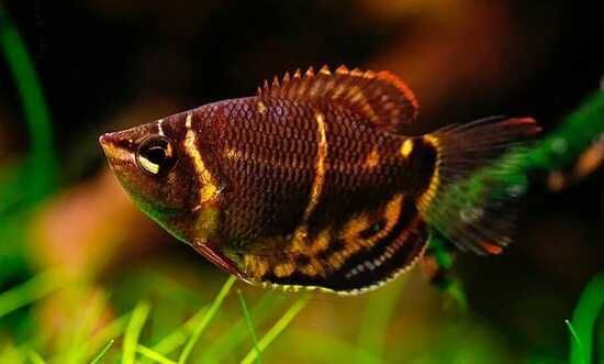 GB Gurami Czekoladowe