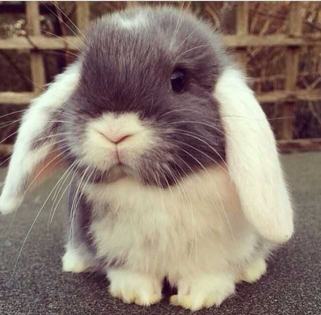 Kit completo coelhos anões mini lop