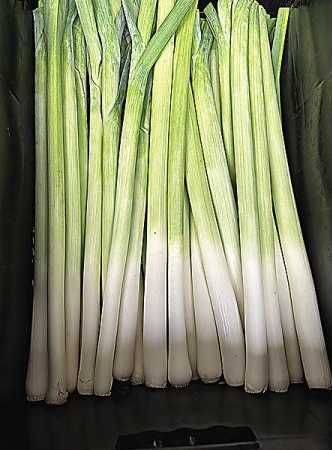 Sementes alho francês gigante horta jardim cozinha cultivo