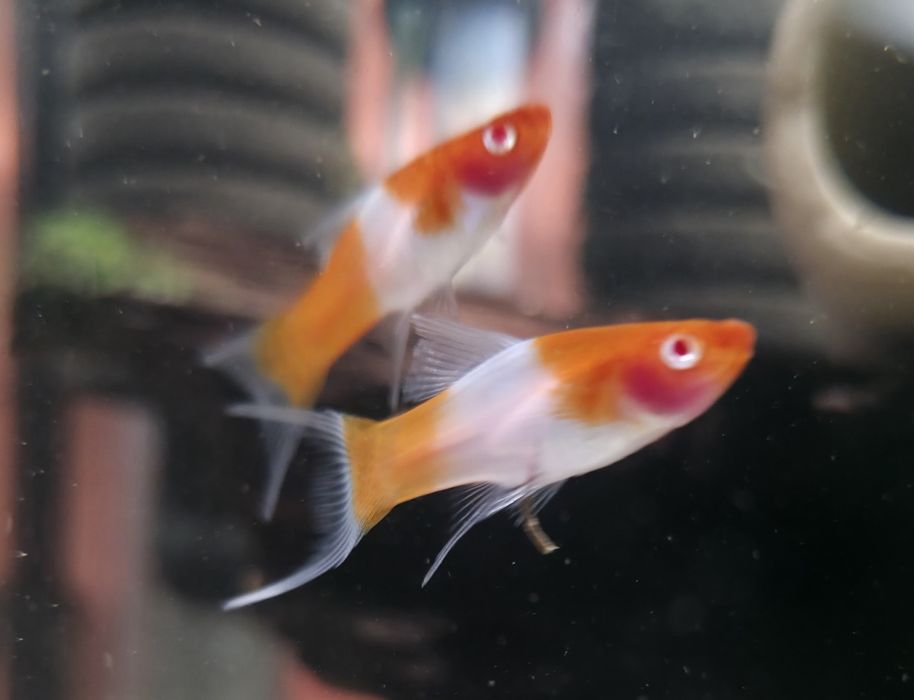 Mieczyk Koi - dorosłe