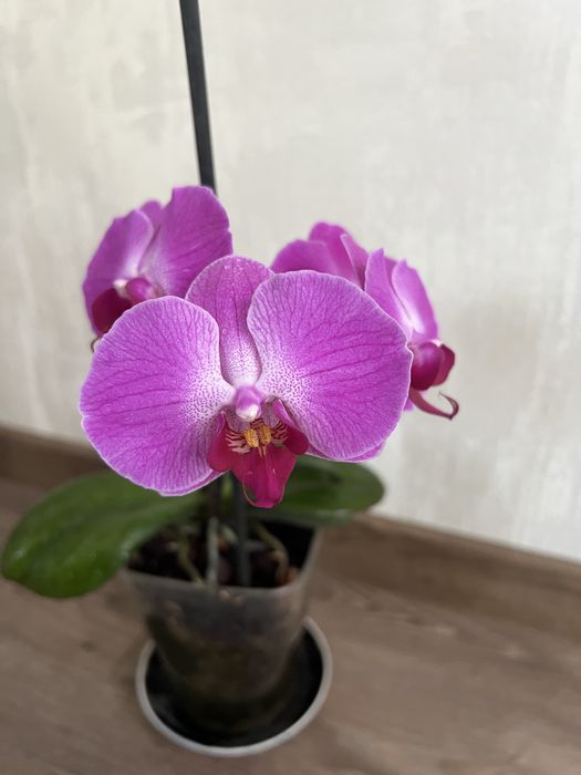 Орхидея, фаленопсис , комнатные цветы